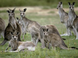 Alert Mob of Eastern Grey Kangaroos Standing and Lying Down, Australia