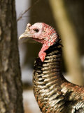Adult Male Wild Turkey, Lexington, Massachusetts