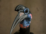 Abyssian Ground Hornbill at the Zoo