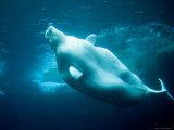 Captive Beluga Blowing Bubble Ring