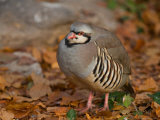 Chukar in Fall Color at the Riverside Zoo