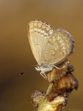 Buy Common Grass Blue Butterfly Becomes Active as the Day Warms Up, Australia at AllPosters.com