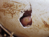 Australian Pelican Newborn Chick Hatching from its Egg, Pipping