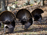 Adult Male Wild Turkey, Displaying, Lexington, Massachusetts