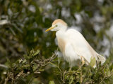 Cattle Egret in Breeding Plumage