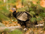 Closeup of a Pair of Wild Turkeys, Lexington, Massachusetts