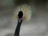 African Crowned Crane at the Omaha Zoo, Nebraska