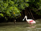 Adult Roseate Spoonbill Portrait, Tampa Bay, Florida