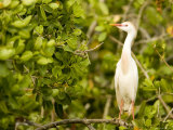 Cattle Egret Portrait