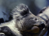 Close Up of a Koala's Head, Detailing its Furry Ears, Nose and Teeth, Australia