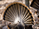 Adult Male Wild Turkeys, Displayings, Lexington, Massachusetts