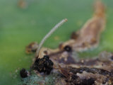 Cactoblastos Moth Egg Case Attached to a Prickly Pear Cactus Leaf, Australia