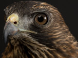 Broadwing Hawk, Lincoln, Nebraska