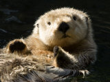 Closeup of a Captive Sea Otter Making Eye Contact