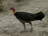 Brush Turkey at the Sedgwick County Zoo