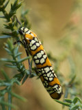 Colorful Webworm Moth Climbs Along the Branches of a Bush, Lincoln, Nebraska