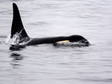Closeup of an Adult Male Killer Whale in the Wild