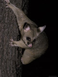 Buy Brushtail Possum Descending a Tree Using its Long Claws to Grip, Australia at AllPosters.com