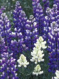 Closeup of White Arctic Lupine, Alaska