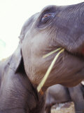 Close-Up of an Asian Elephant Head and Eye Feeding on Bamboo