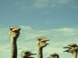 Closeup View of Ostriche Heads, South Africa