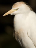 Cattle Egret at the Kansas City Zoo