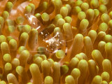 Buy Anemone Shrimp in its Host Anemone, Malapascua Island, Philippines at AllPosters.com