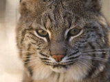 Buy Bobcat at the Rolling Hills Zoo at AllPosters.com