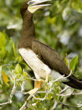 Brown Booby, Belize