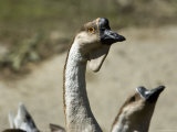 Chinese Geese at Zoo Montana