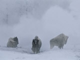 Bison Stand During Winter in Yellowstone National Park