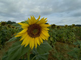 Close View of a Sunflower in a Field of Sunflowers, Tuscany, Italy