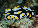 Blue with Yellow Spots Nudibranch or Sea Slug, Phyllidia Varicosa, Solomon Islands