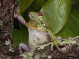 Barking Treefrog Climbs a Tree