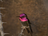 Anna's Hummingbird at the Omaha Zoo, Nebraska