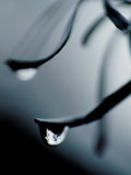 Buy Forest Reflected in a Raindrop on a Silver Banksia Leaf, Yellingbo Nature Reserve, Australia at AllPosters.com