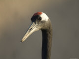 Black-Necked Crane, Baraboo, Wisconsin