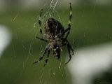 Close-Up of a Spider in its Web, Groton, Connecticut