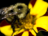 Close-Up of a Bee on a Flower, Groton, Connecticut