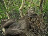 Great Grey Owl with Prey of Red Squirrel in Nest, Alaska