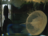 Close View of a Jellyfish at the Oregon Coast Aquarium