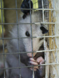 Buy Baby Opossum in Greenleaf, Kansas at AllPosters.com
