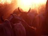 Buy Cows Are Driven into a Karimojong Kraal near Matany, Uganda at AllPosters.com