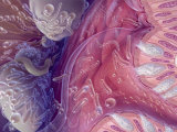Buy Bacteria of Human Intestinal Tract, Painted by Jane Hurd at AllPosters.com