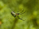 Close View of a Spider Weaving a Web, Groton, Connecticut