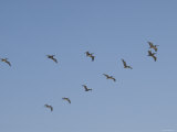 Brown Pelicans Flying in V Formation, Pelecanus Occidentalis, California
