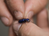 Cicindela Sexguttata, A Species of Tiger Beetle in Lincoln, Nebraska