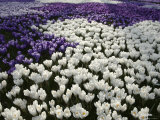 Crocus Bloom in Front of the Rosenberg Castle, Copenhagen, Denmark