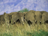Buy Elephants Form a Defensive Line in Kidepo Valley, Uganda at AllPosters.com
