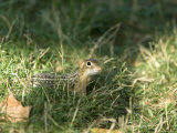 Curious 13-Lined Ground Squirrel Tries to Sniff Out Danger, Henry Doorly Zoo, Nebraska